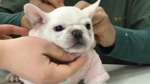 法斗宝宝第一次接种疫苗,非常不乐意,各种抗拒。毕竟是斗牛犬,反抗起来真是吓人呢